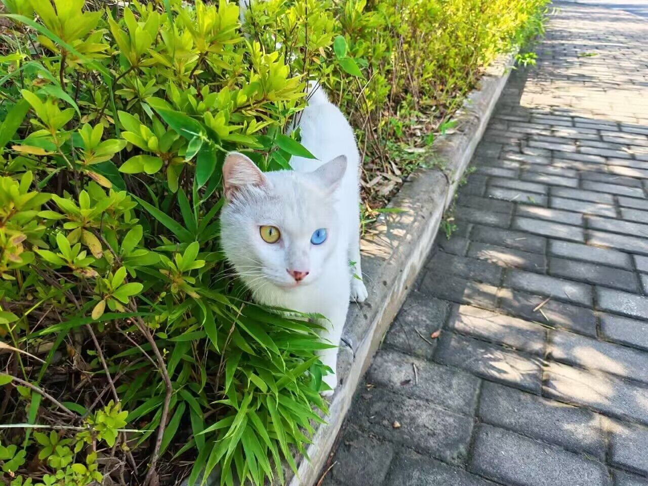 校园绿篱旁的异瞳白猫